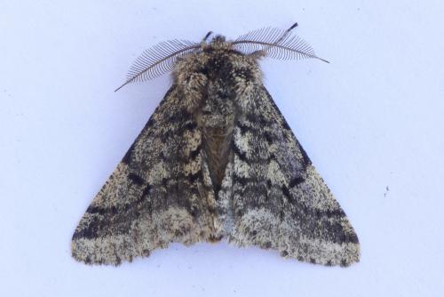 Réf. 226 481 : Lycia hirtaria